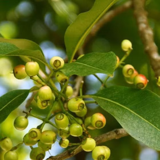 Trà nụ vối Hà Diệp