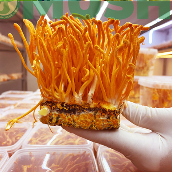 Nấm Đông trùng hạ thảo khô Vinabiomush