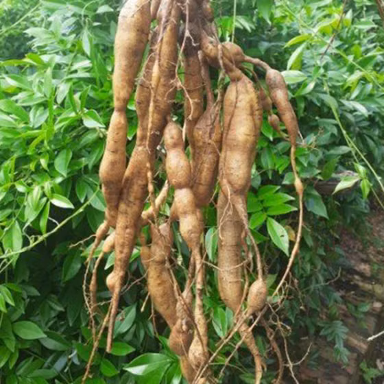 Sâm nam núi Dành khô Tân Yên 