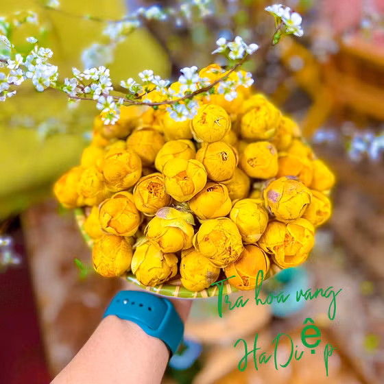 Trà hoa vàng Bắc Kạn túi lọc 