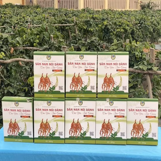 Sâm nam núi Dành khô Tân Yên 