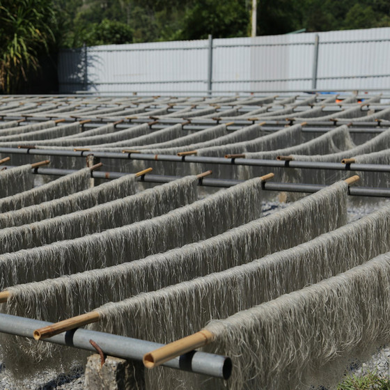 Miến dong Huấn Liên