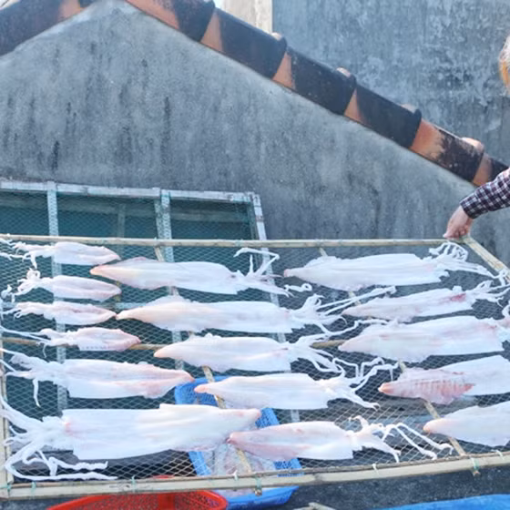 Mực một nắng Cửa Nhượng