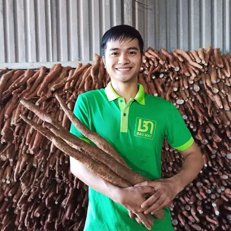 Củ hoài sơn Bầu Mây 