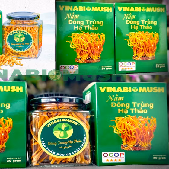 Nấm Đông trùng hạ thảo khô Vinabiomush