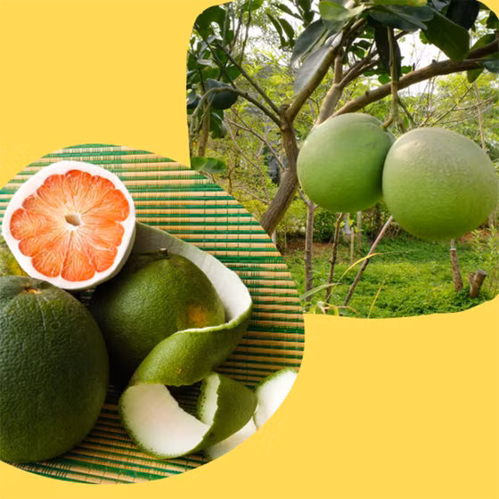 Bưởi da xanh Châu Hưng