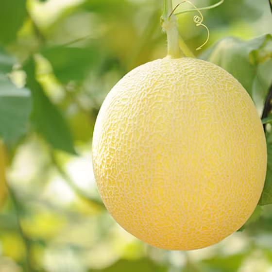 Dưa lưới Unifarm 