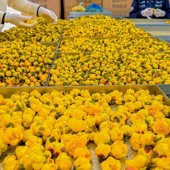 Trà hoa vàng Bắc Kạn