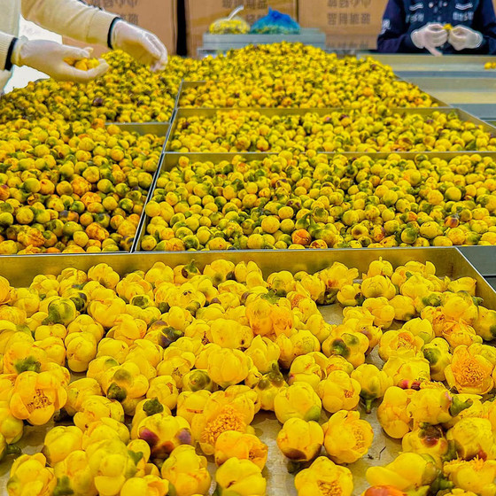 Trà hoa vàng Bắc Kạn