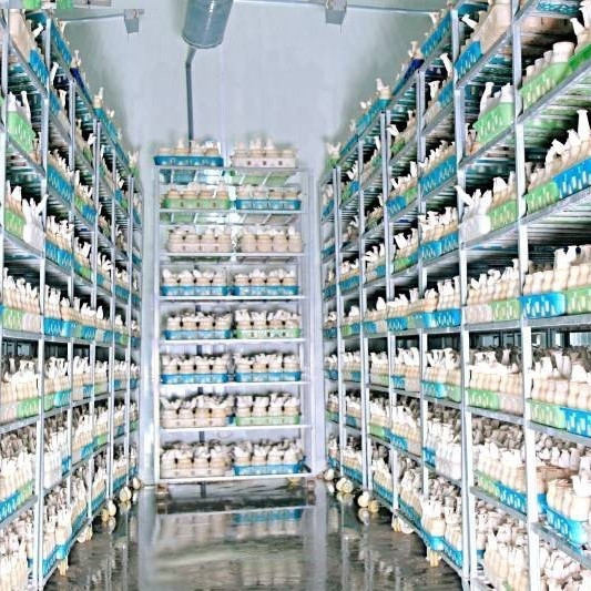 Nấm đùi gà Phùng Gia