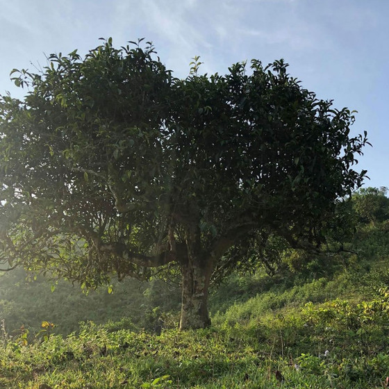 Không gian văn hóa trà Suối Giàng