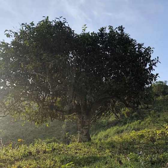 Không gian văn hóa trà Suối Giàng