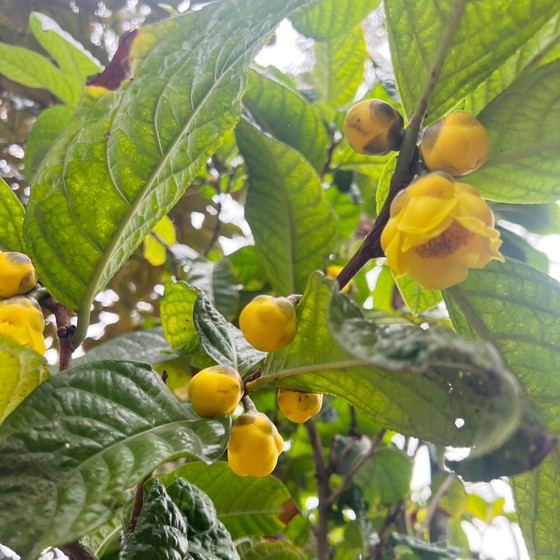 Trà hoa vàng Tam Đảo