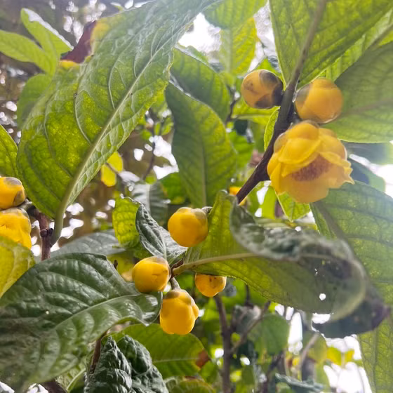 Trà hoa vàng Tam Đảo