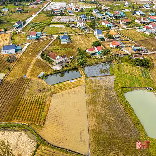 Đào phai Xuân Sơn
