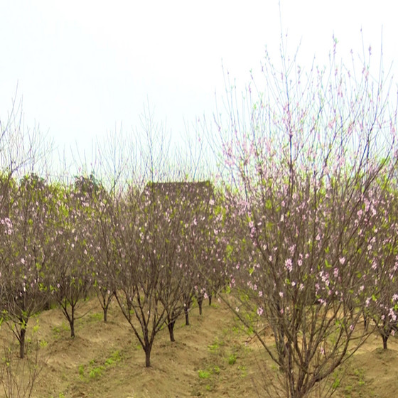 Đào phai Xuân Sơn