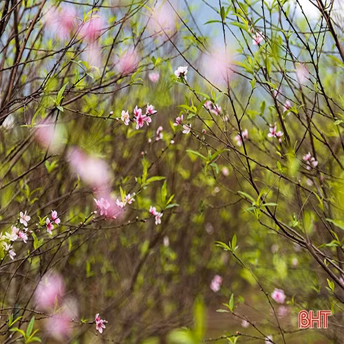 Đào phai Xuân Sơn