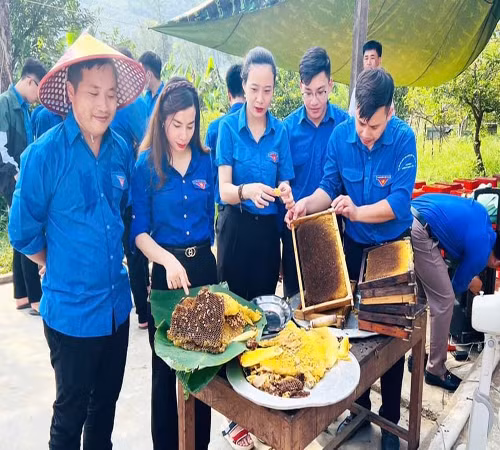 Mật ong rú Cao Sơn