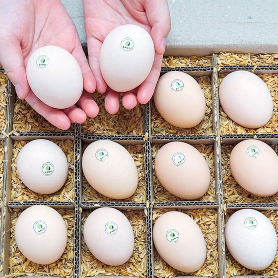 Trứng gà cà gai leo SADU