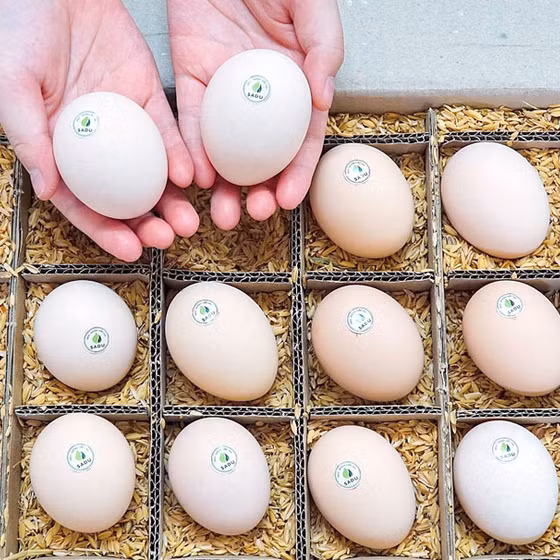 Trứng gà cà gai leo SADU