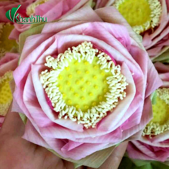 Trà Hoa Sen Khánh Thu