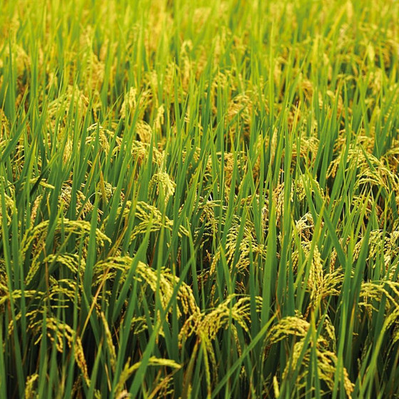 Gạo Tâm Sáng - Séng Cù