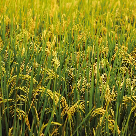Gạo Tâm Sáng - Séng Cù