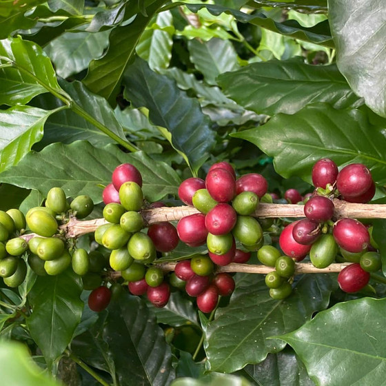 Hồng Kỳ International Coffee HK13