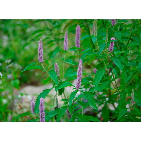 Mật ong bạc hà cao nguyên đá Đồng Văn 