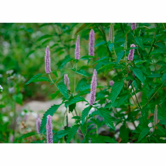 Mật ong bạc hà cao nguyên đá Đồng Văn 