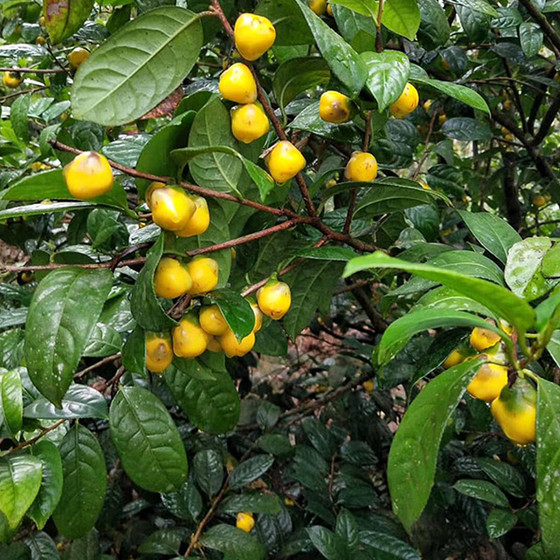 Trà hoa vàng Quy Hoa