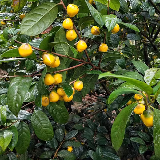 Trà hoa vàng Quy Hoa