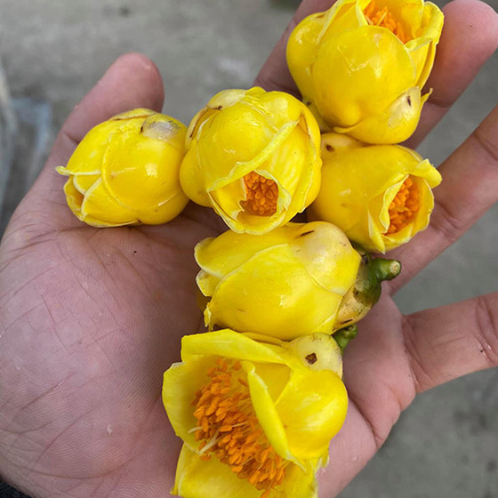 Trà hoa vàng Quy Hoa