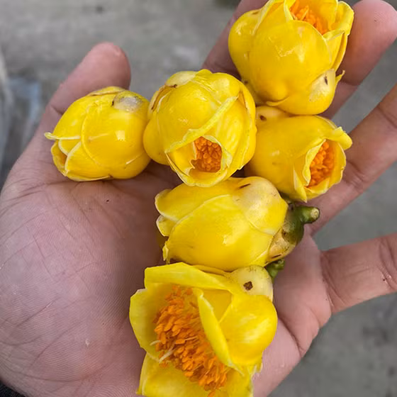 Trà hoa vàng Quy Hoa