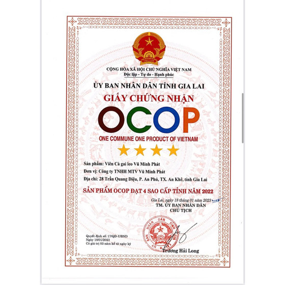 Viên cà gai leo Vũ Minh Phát 