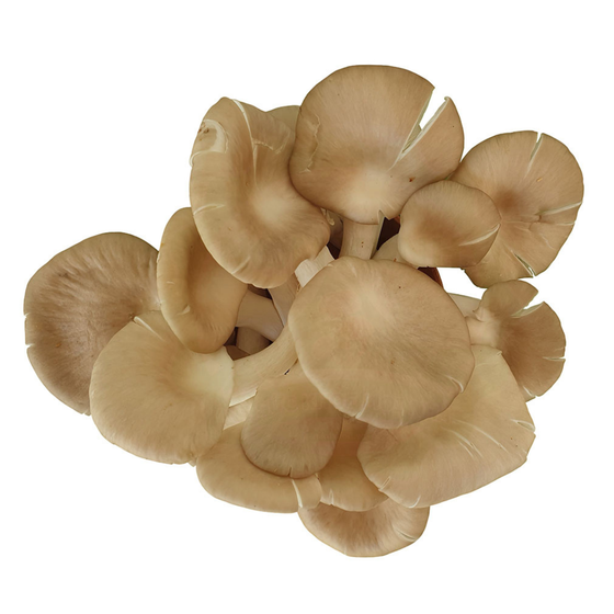 Nấm bào ngư xám