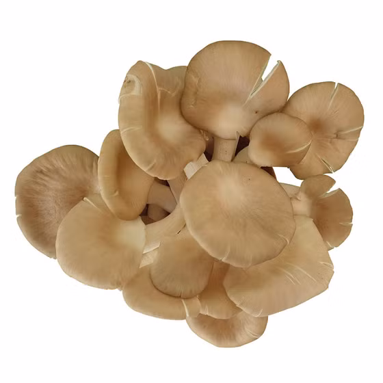 Nấm bào ngư xám