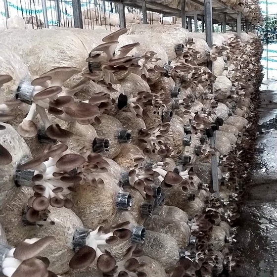 Nấm bào ngư xám