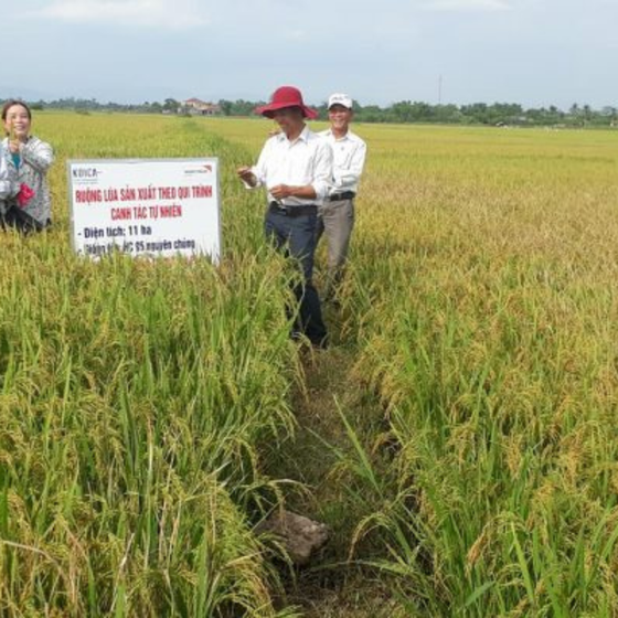 Gạo sạch Triệu Phong
