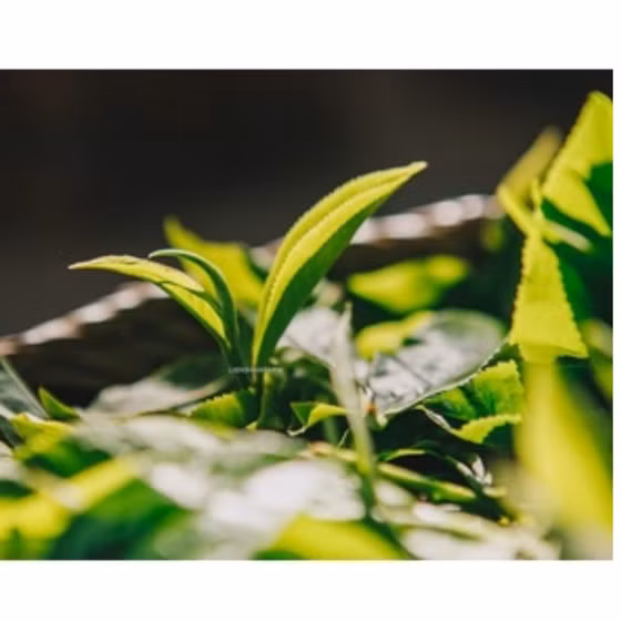 Trà Lục Bách Niên 