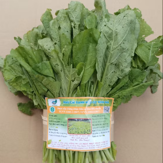 Rau cải xanh hữu cơ Vinh Hà