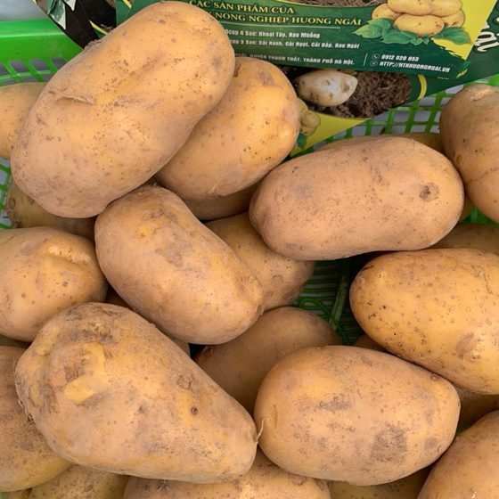 Khoai tây Hương Ngải