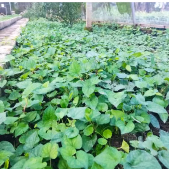 Bột diếp cá Đông Triều