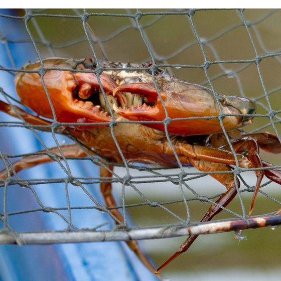 Cua biển sinh thái 