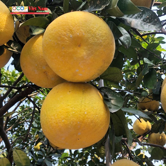 Bưởi tôm vàng Thượng Mỗ