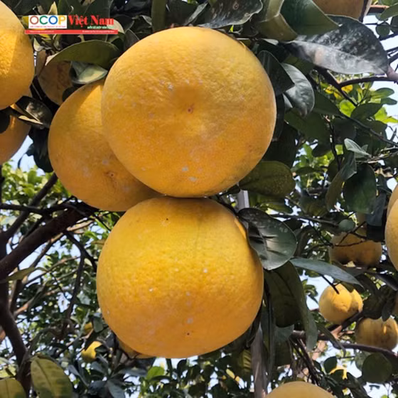 Bưởi tôm vàng Thượng Mỗ