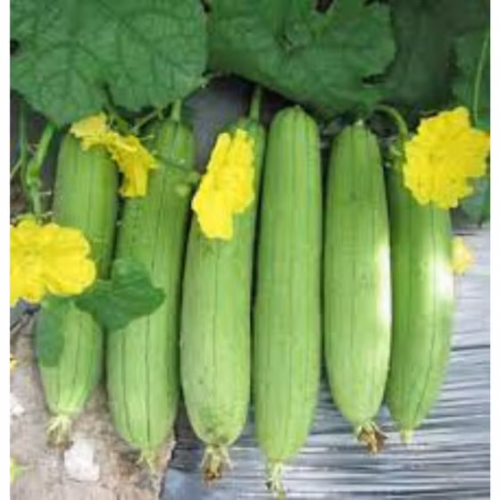 Mướp hương