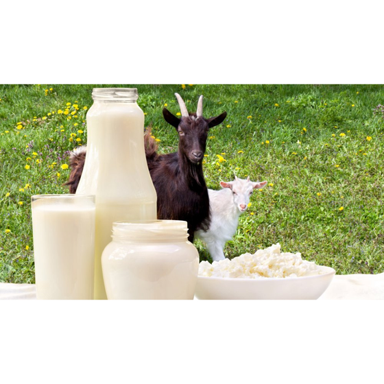 Sữa chua nông trại dê Myfarm