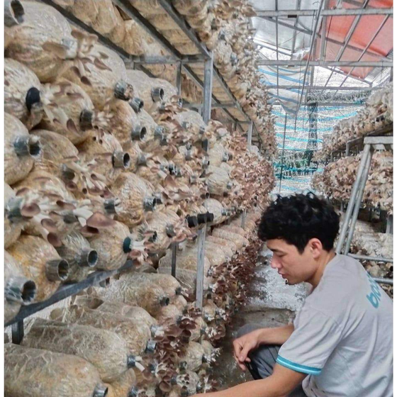 Nấm bào ngư xám