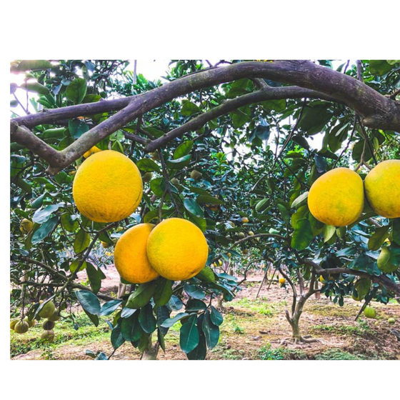 Bưởi tôm vàng Thượng Mỗ